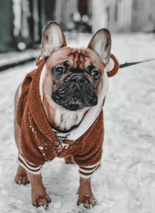 actividad fisica bulldog frances