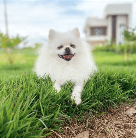 Pomerian juegan con niños