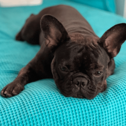 como bañar un bulldog francés