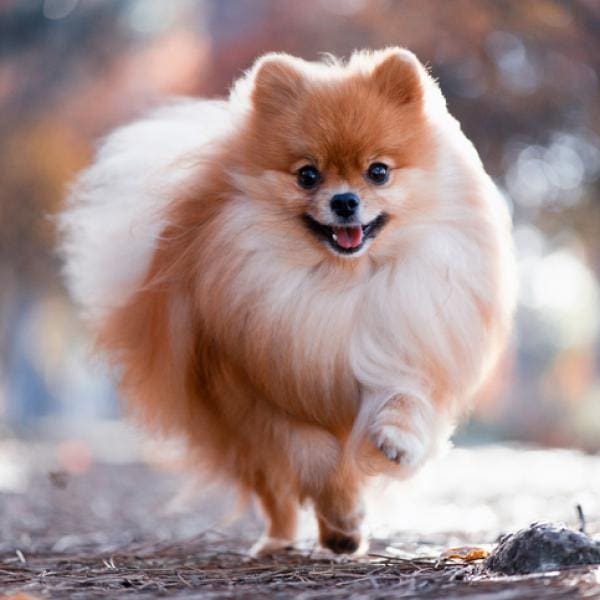 pomeranias lulu