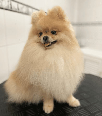 Compra Pomerania