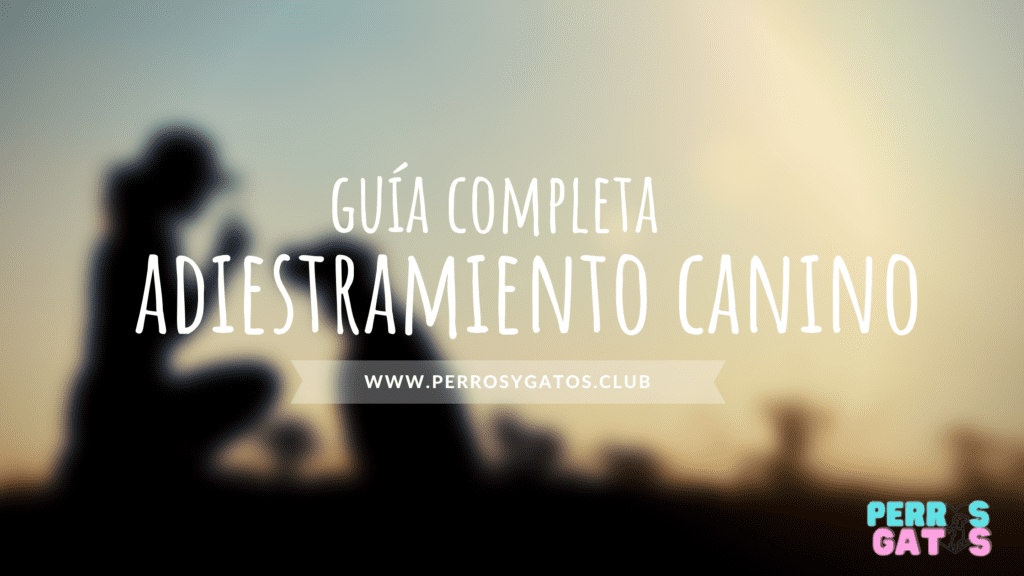 que es adiestramiento canino