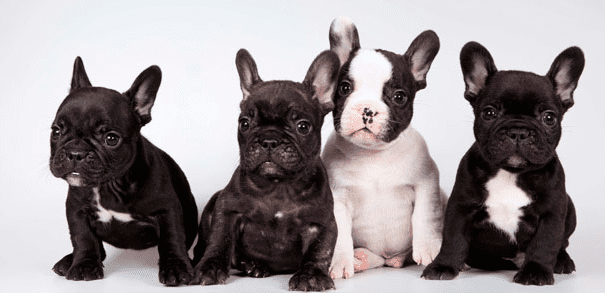 colores de bulldog frances