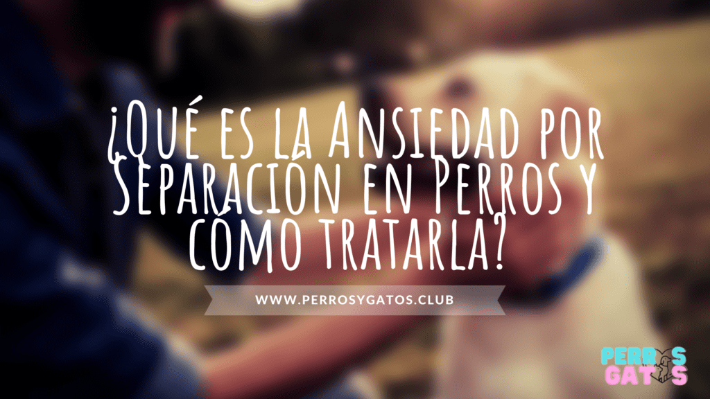 ansiedad por separación