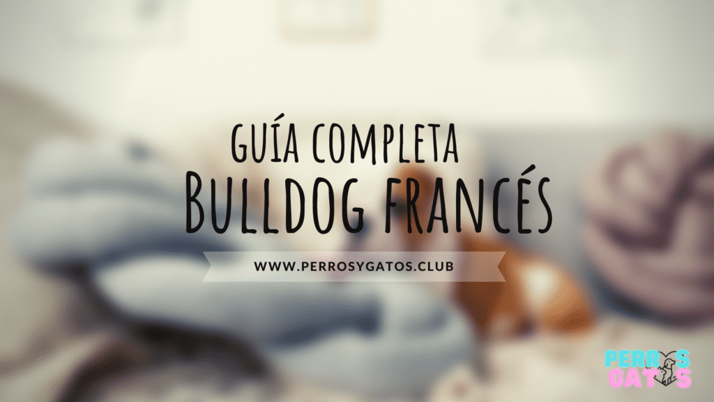 bulldog frances como es
