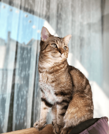 como mantener limpia la arena de tu gato