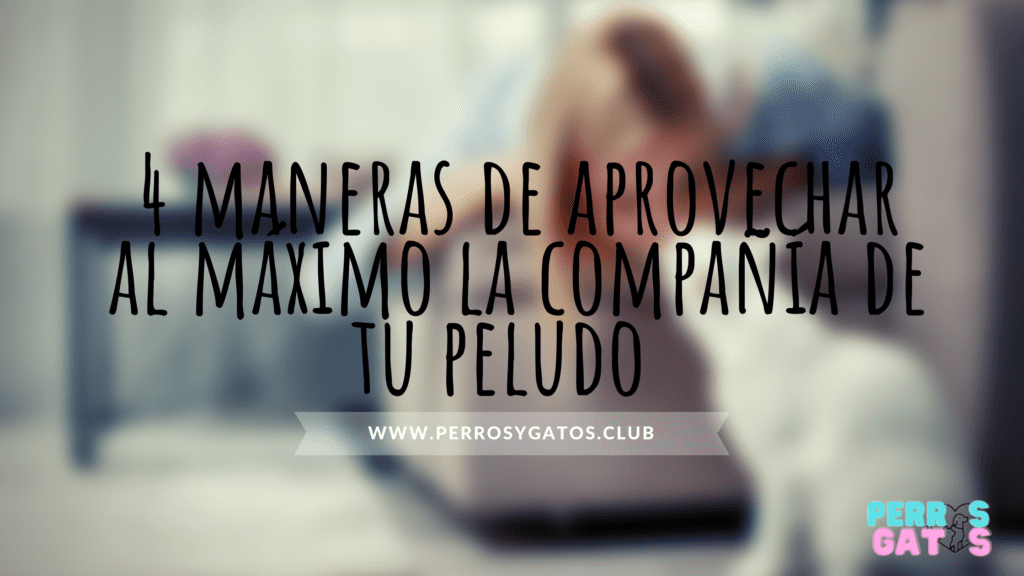 mascotas de compañia