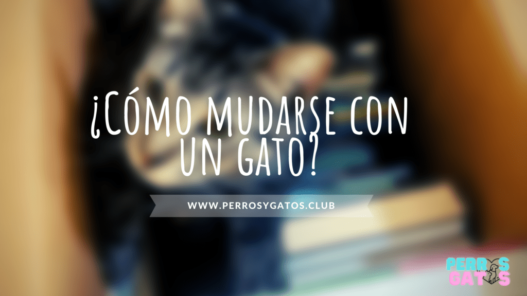 como mudarse con gatos