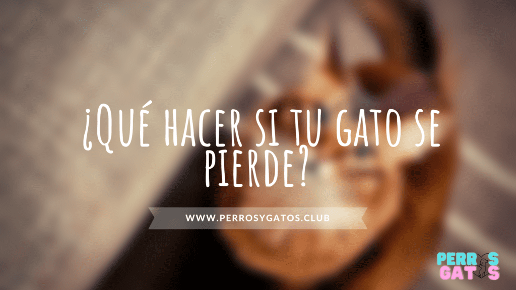 gatos perdidos