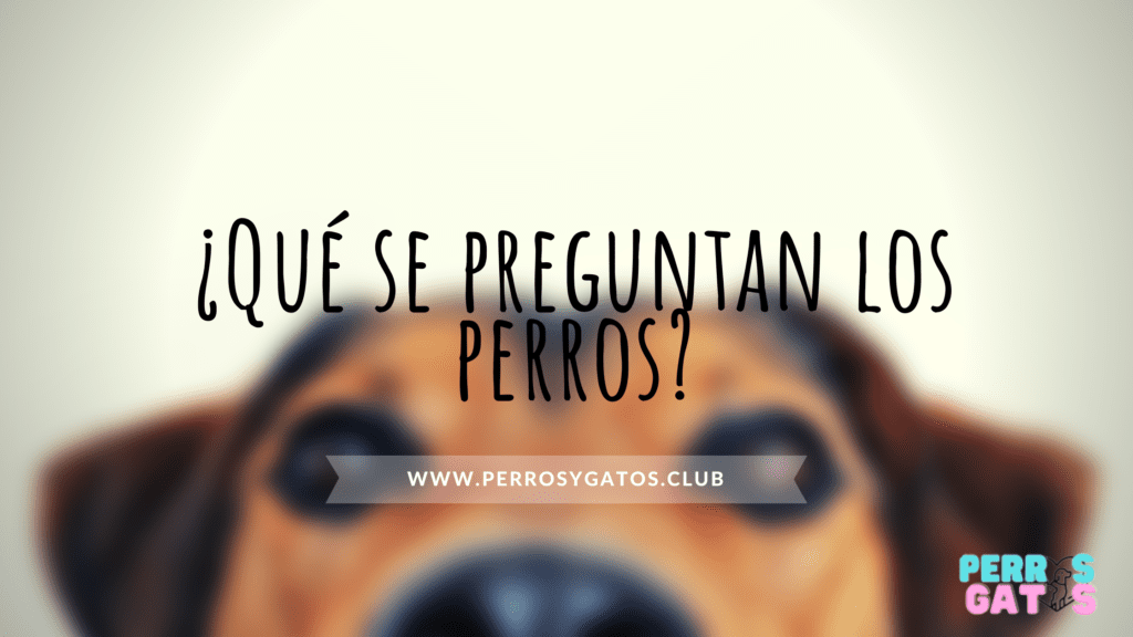 preguntas de perros