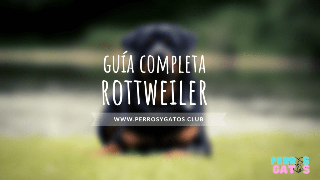 todo sobre rottweiler