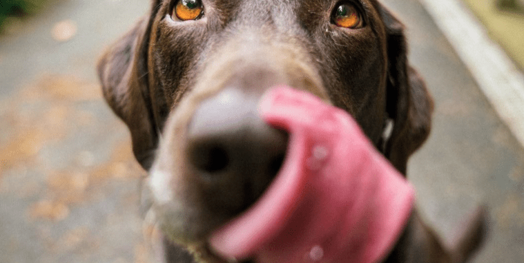 nombres perros raza grande