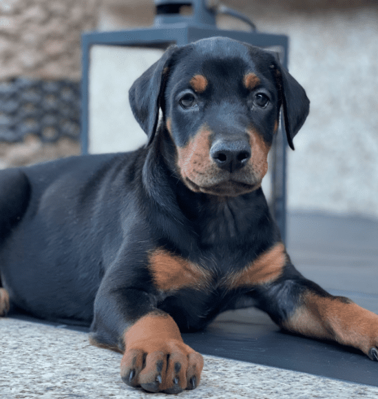 alimentación cachorros doberman