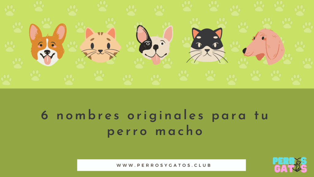 nombres perros