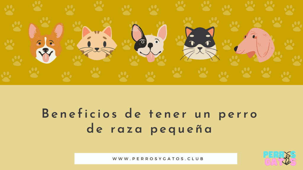 perros pequeños