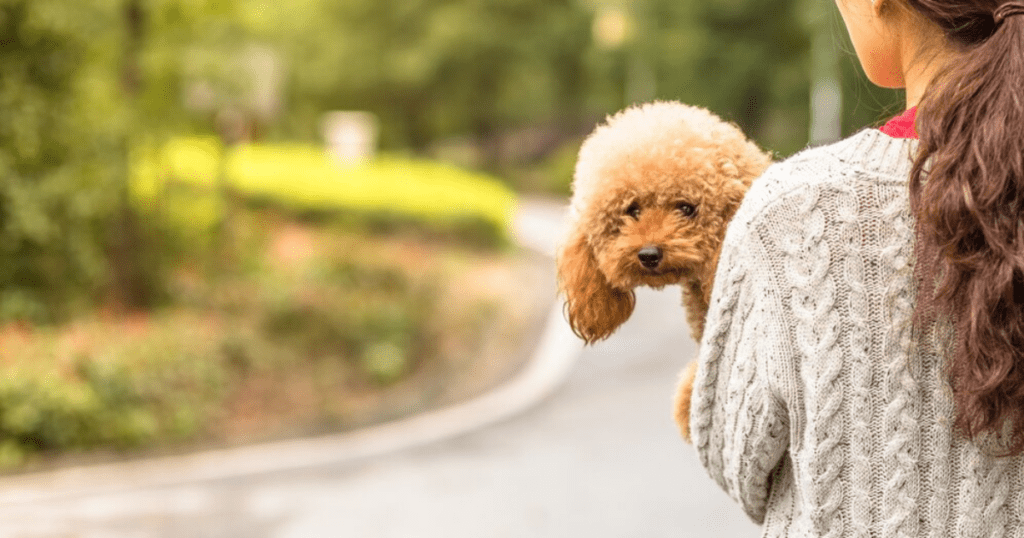 animales más tiernos