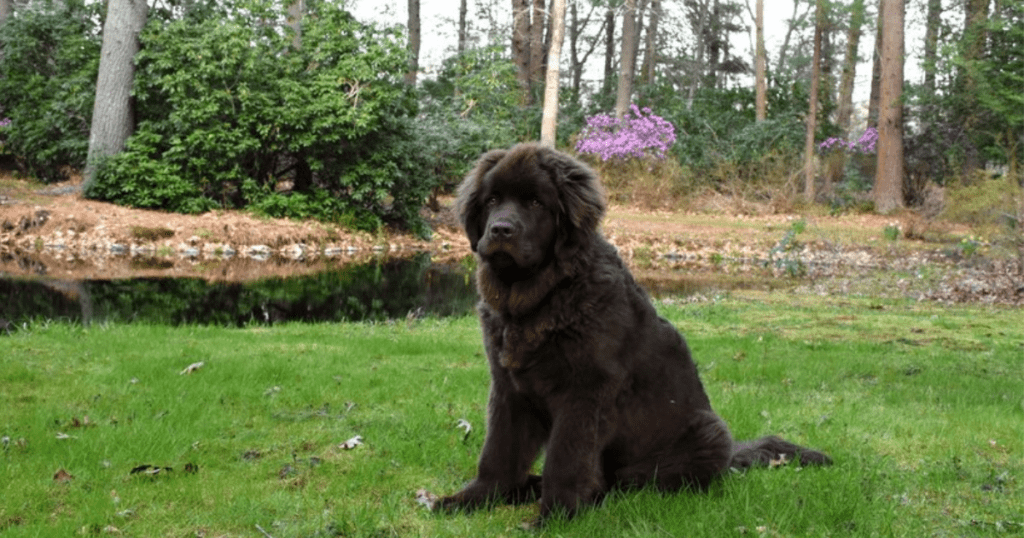 tipos de perros grandes