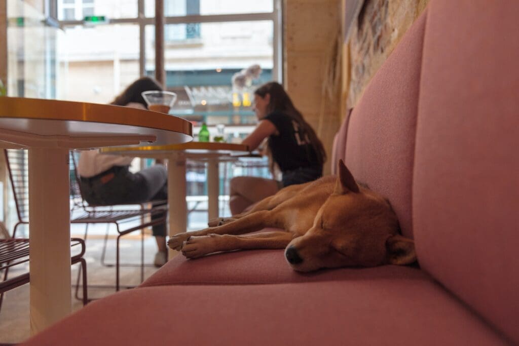 Restaurantes pet friendly en Guadalajara