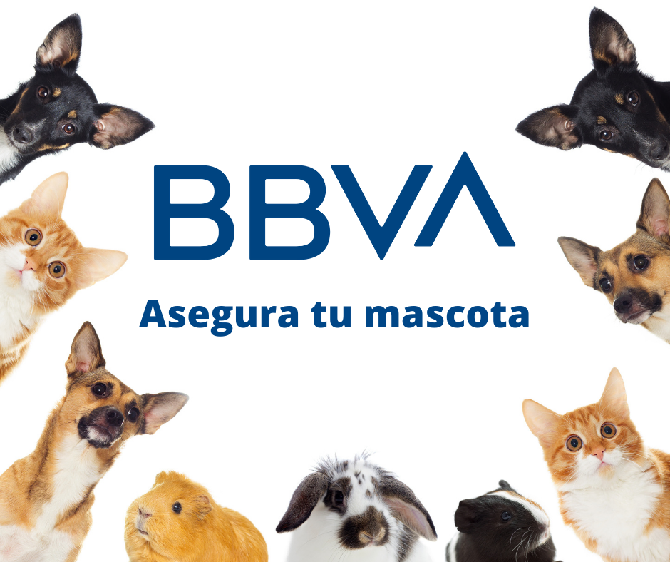 BBVA mejores seguros para perros en México