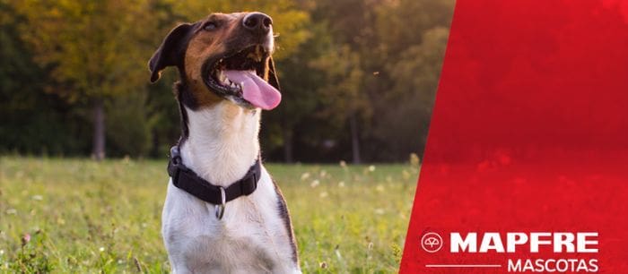 Mapfre mejores seguros para perros en México