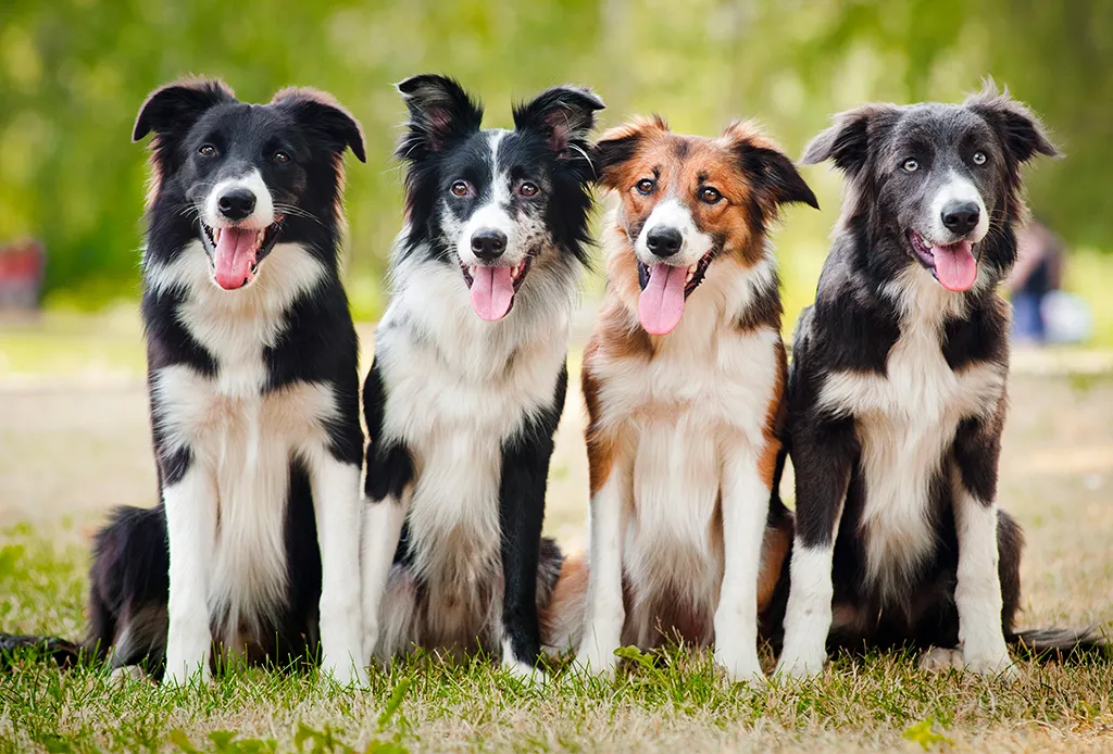 mejores seguros para perros en chile