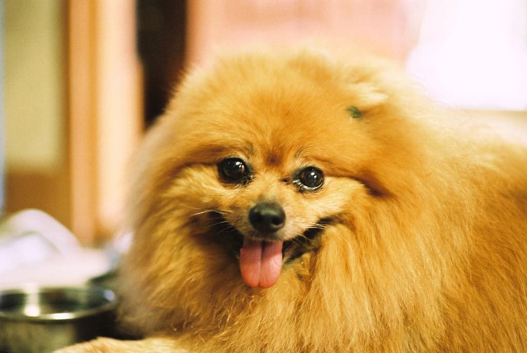 Mejor pienso para Pomerania en España