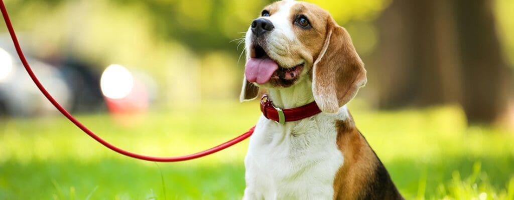 Las 5 mejores correas para perros en Colombia