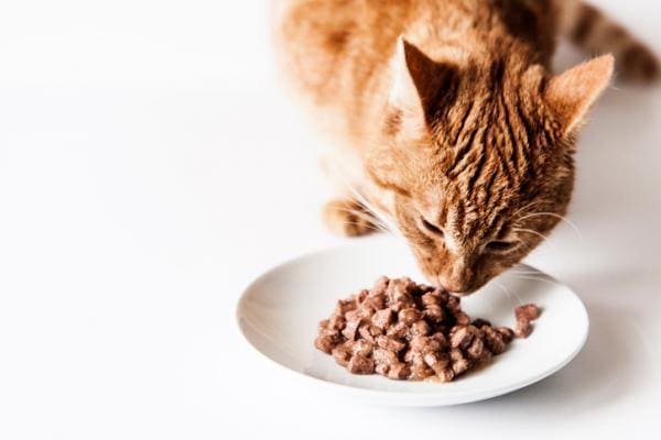 3 mejores comidas húmedas para gatos en México