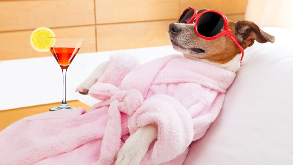 Los 5 mejores accesorios para perros en Colombia