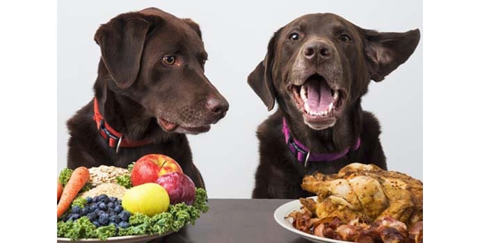 es perfecto para una buena comida para perros