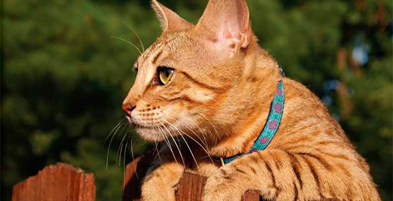 Los 3 mejores collares para gatos en Chile