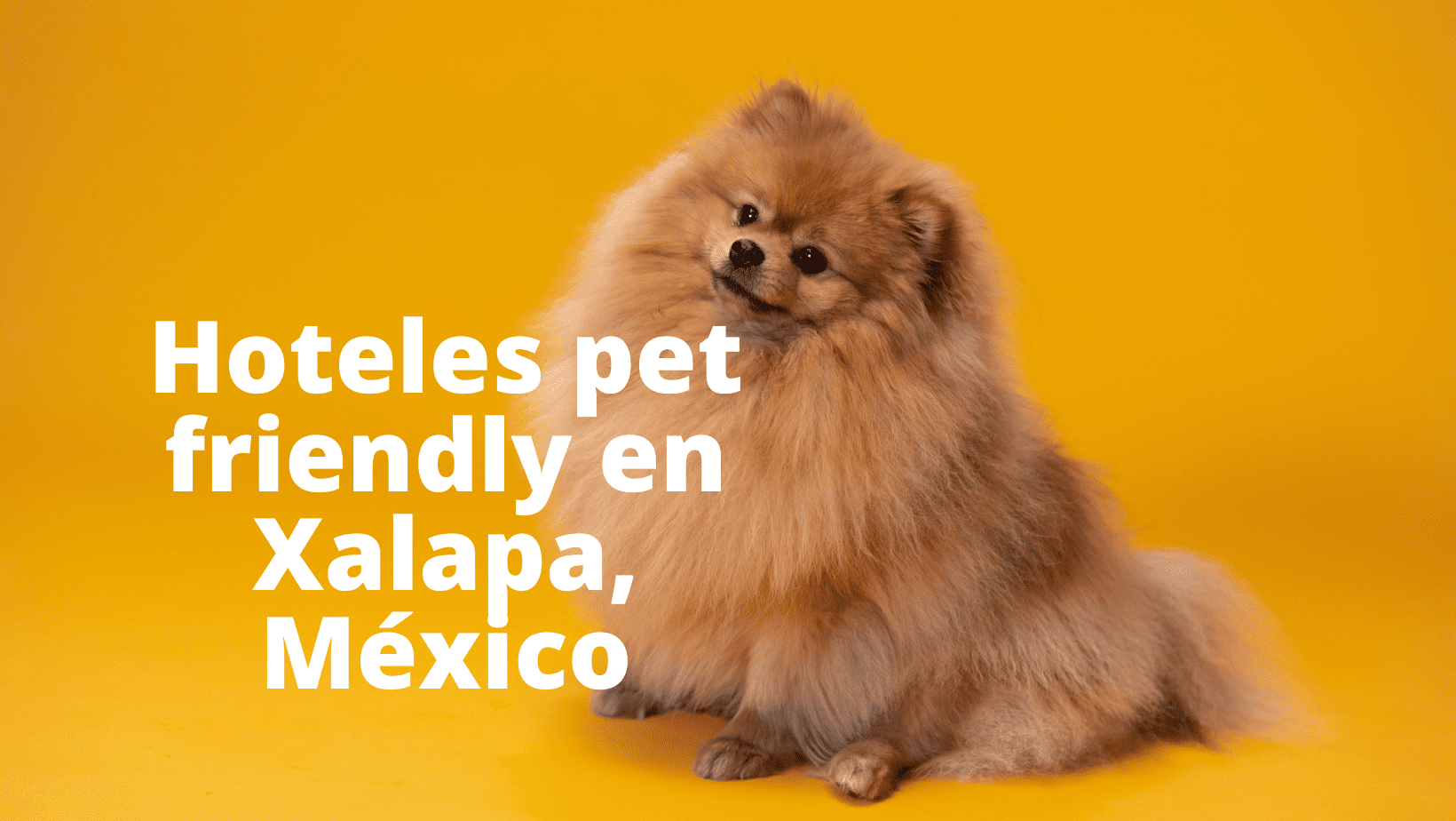 Los mejores hoteles en Xalapa, México Perros y Gatos Club